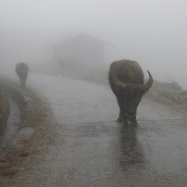 Sapa dans la brume