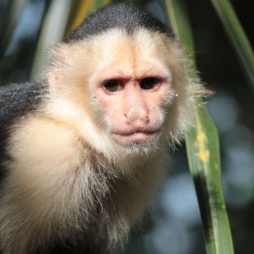 Costa Rica, l’arche de Noé