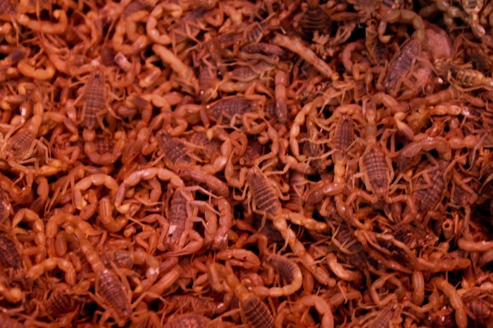 Scorpions vivants vendus au marché d'Urumqi