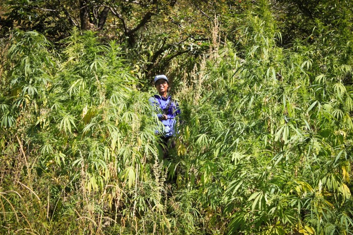 Champ de marijuana dans le Gorges du Saut du Tigre