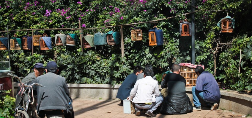 Marché aux oiseaux de Kunming