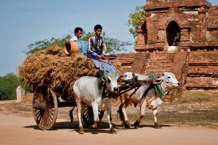 bagan_boeufs