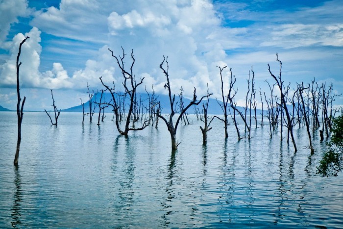 borneo_bako_mangrove