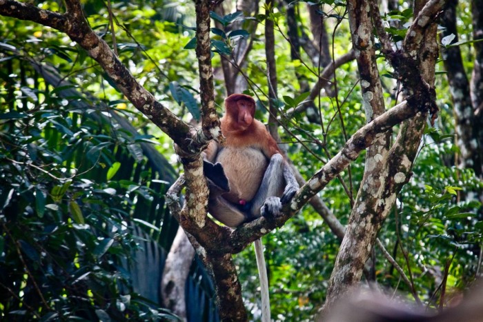 borneo_nasique_dans_arbres