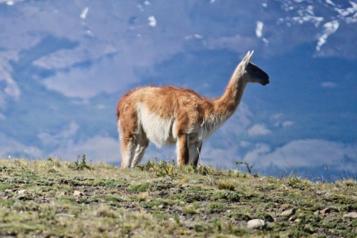 Un Guanaco dans le parc de Los Glaciares, Argentine