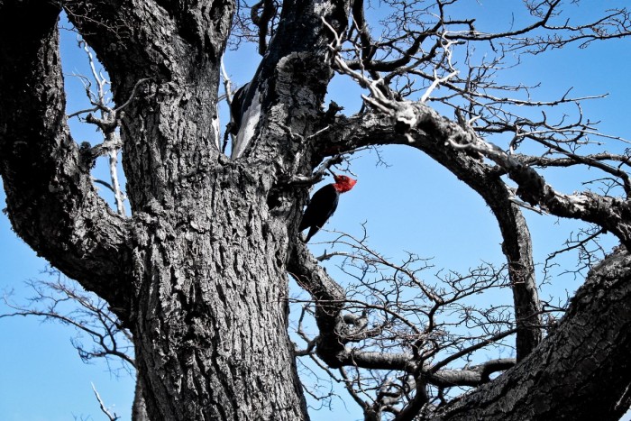 Pivert dans le parc Torres del Paine