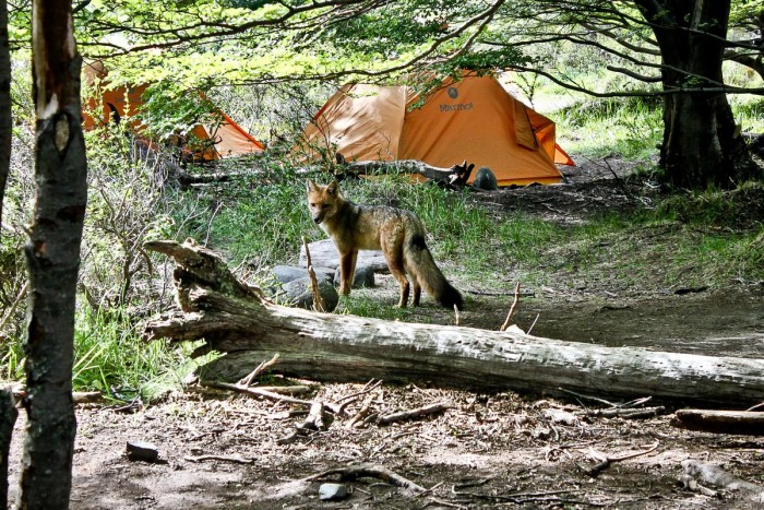 Renard dans le parc Torres del Paine