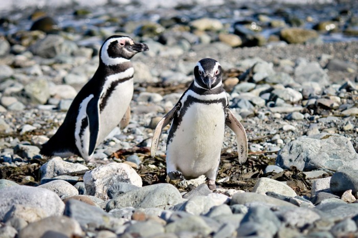 Couple de manchots sur l'île Magdalena, Patagonie chilienne