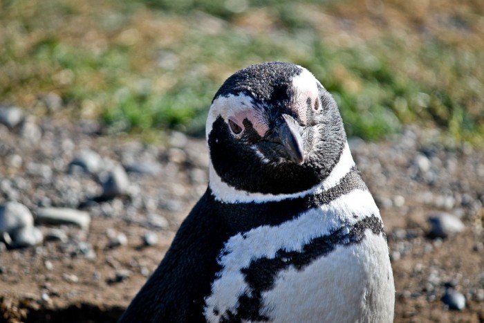 Manchot sur l'île Magdalena, Patagonie chilienne