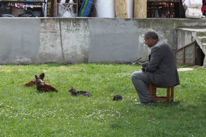 Les chats d'Istanbul