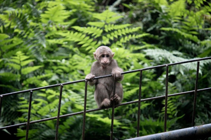 Emei Shan Bébé singe