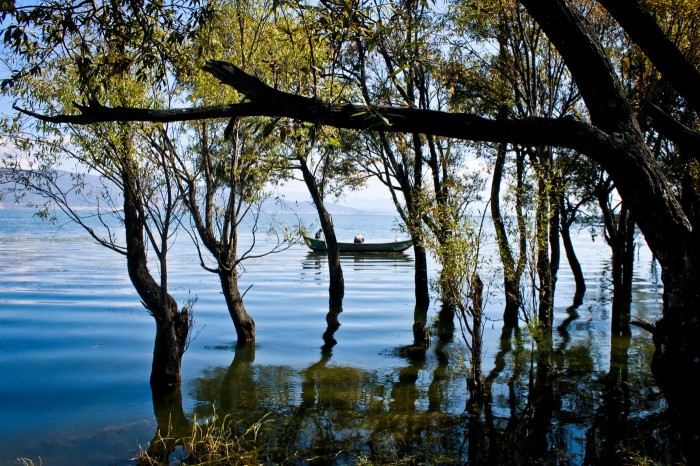 Forêt inondée au lac Erhai près de Dali au Yunnan