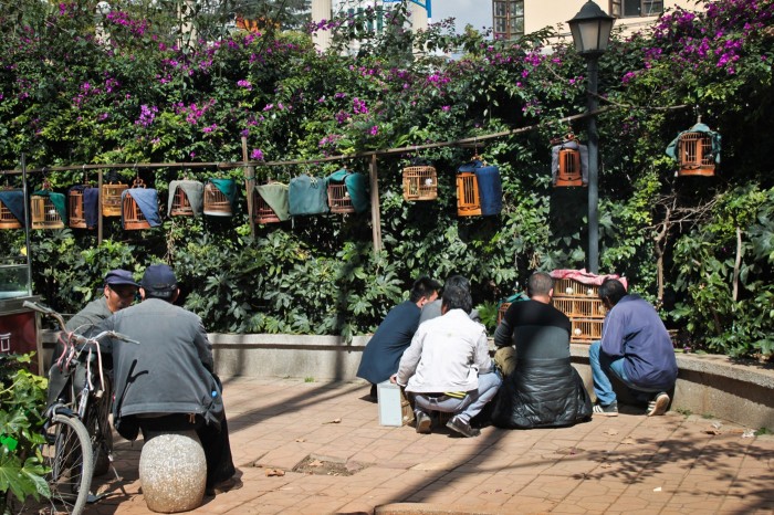 MArché aux oiseaux de Kunming