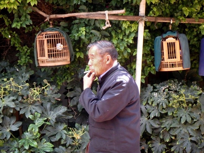 Marché aux oiseaux de Kunming, capitale du Yunnan