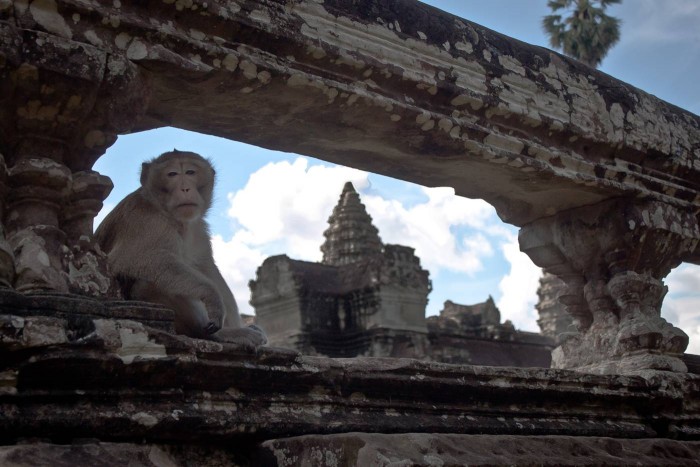 Singe à Angkor Wat
