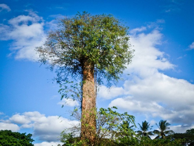 moulmein_arbre_brique