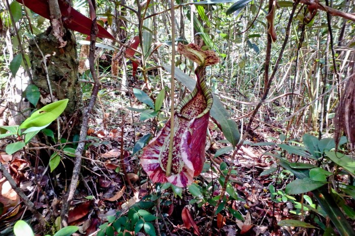 Une plante carnivore