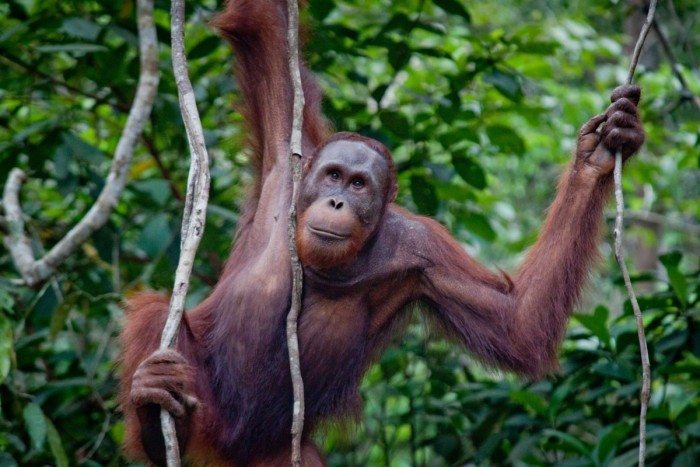 Un orang-outan femelle