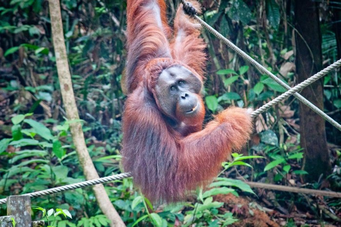 Un orang-outan mâle souriant à l'objectif