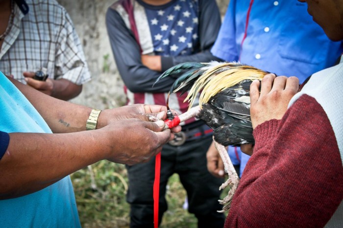 otavalo_combat_coqs_ergot