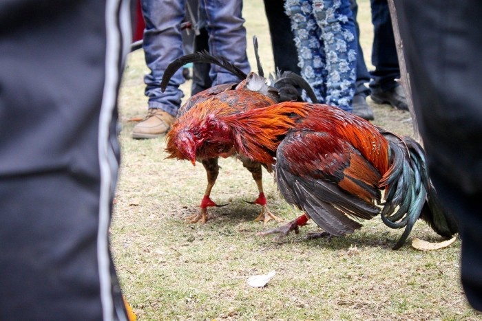 otavalo_combat_coqs_sang